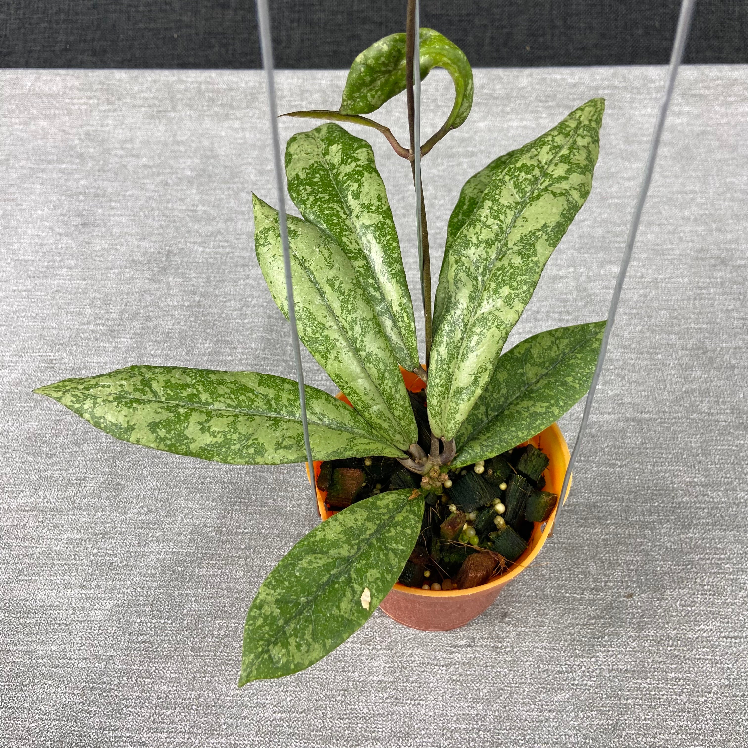 RP56-9 Hoya Finlaysonii Silver New Type