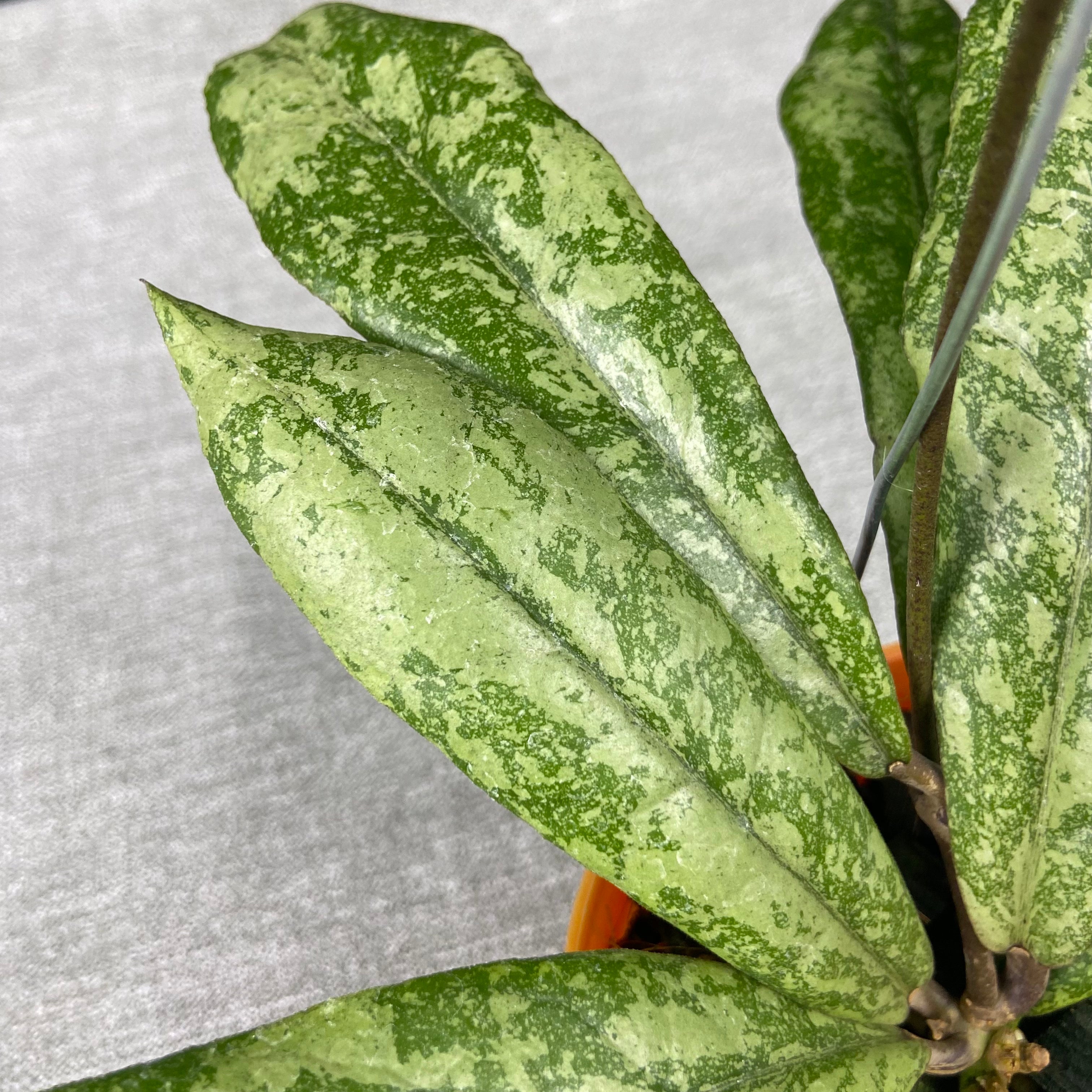 RP56-9 Hoya Finlaysonii Silver New Type