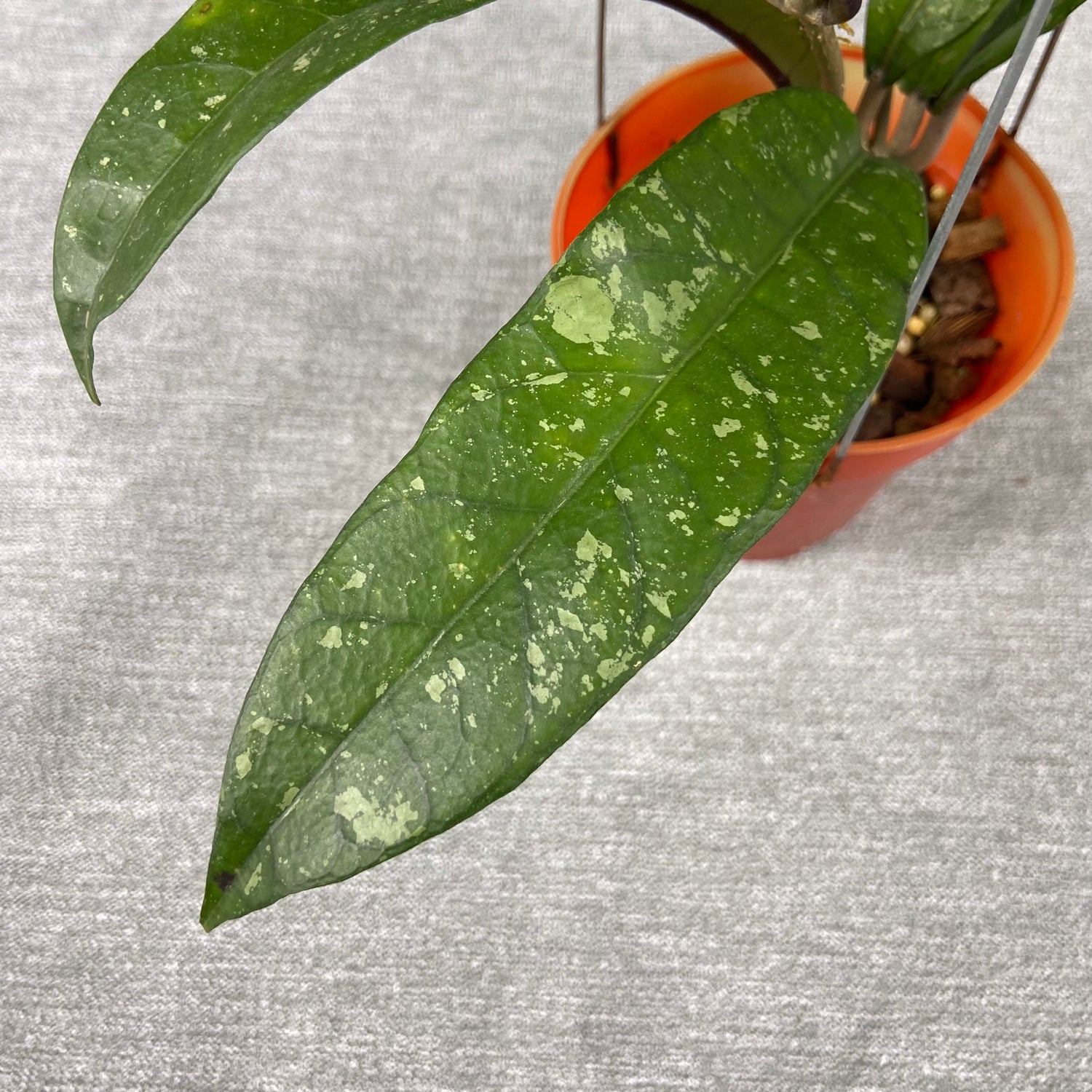 RP57-9 Hoya SP Aceh Enma