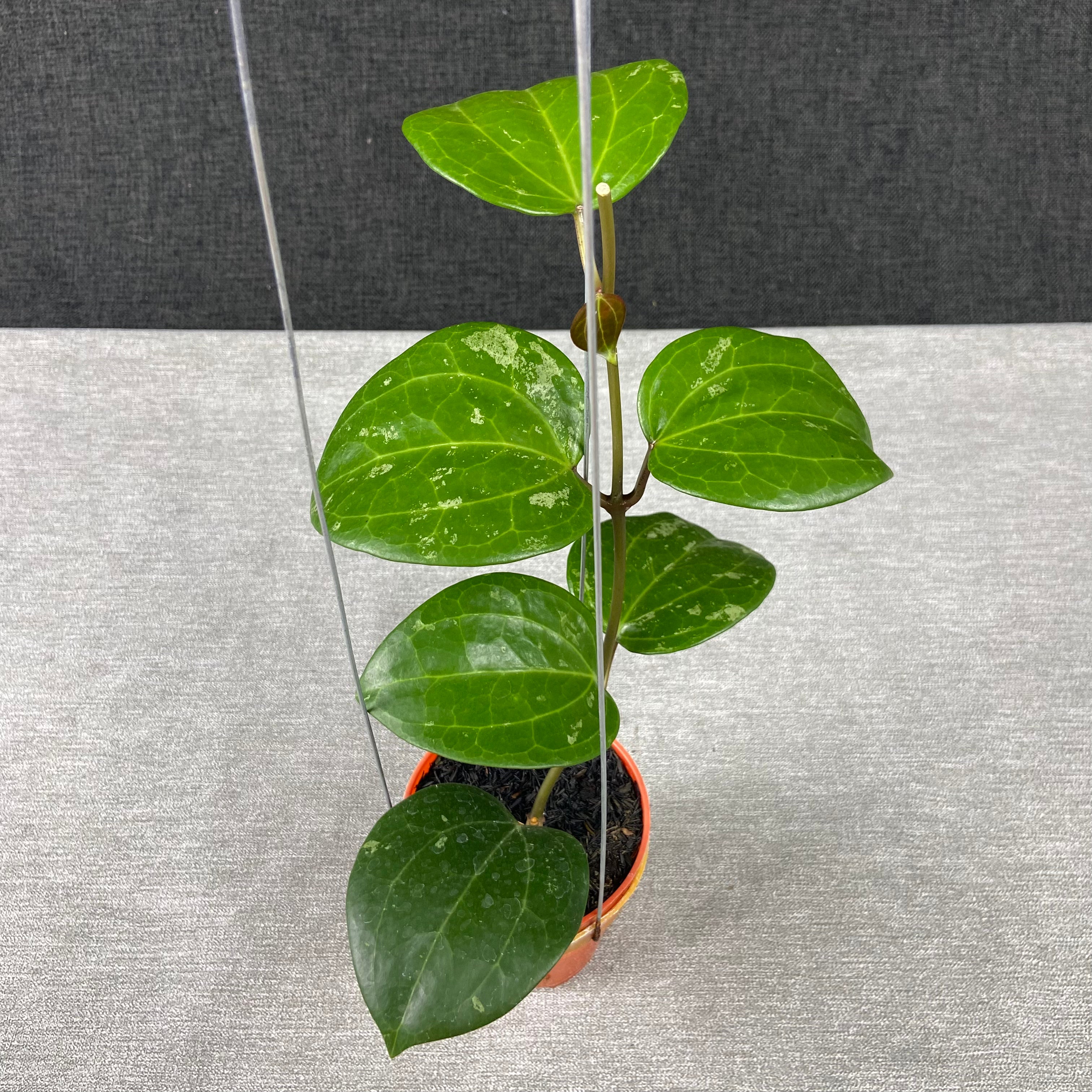 RP59-9 Hoya Latifolia Black Chrome