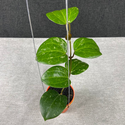RP59-9 Hoya Latifolia Black Chrome