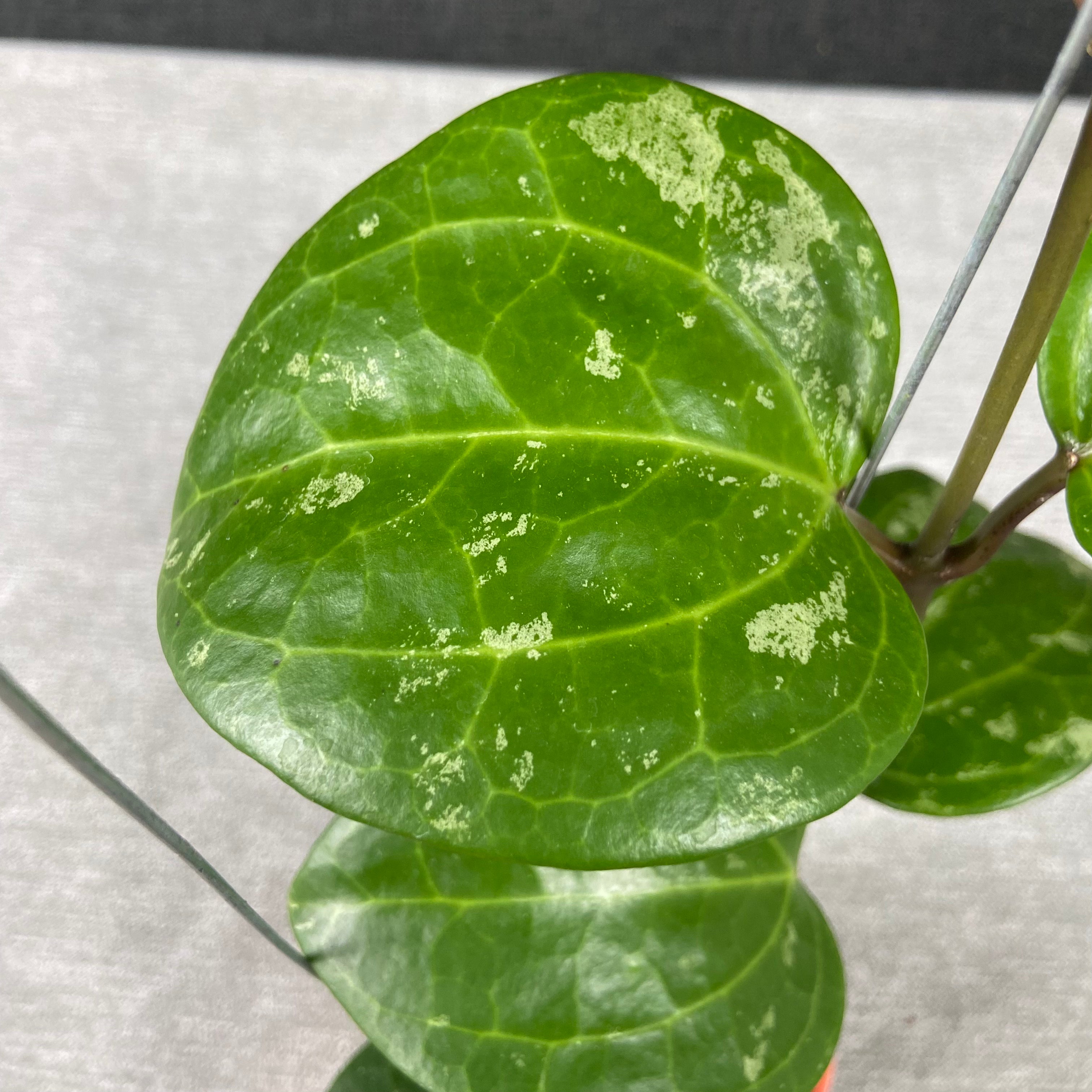 RP59-9 Hoya Latifolia Black Chrome