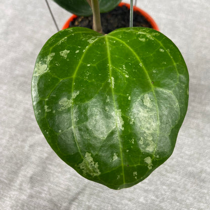 RP59-9 Hoya Latifolia Black Chrome