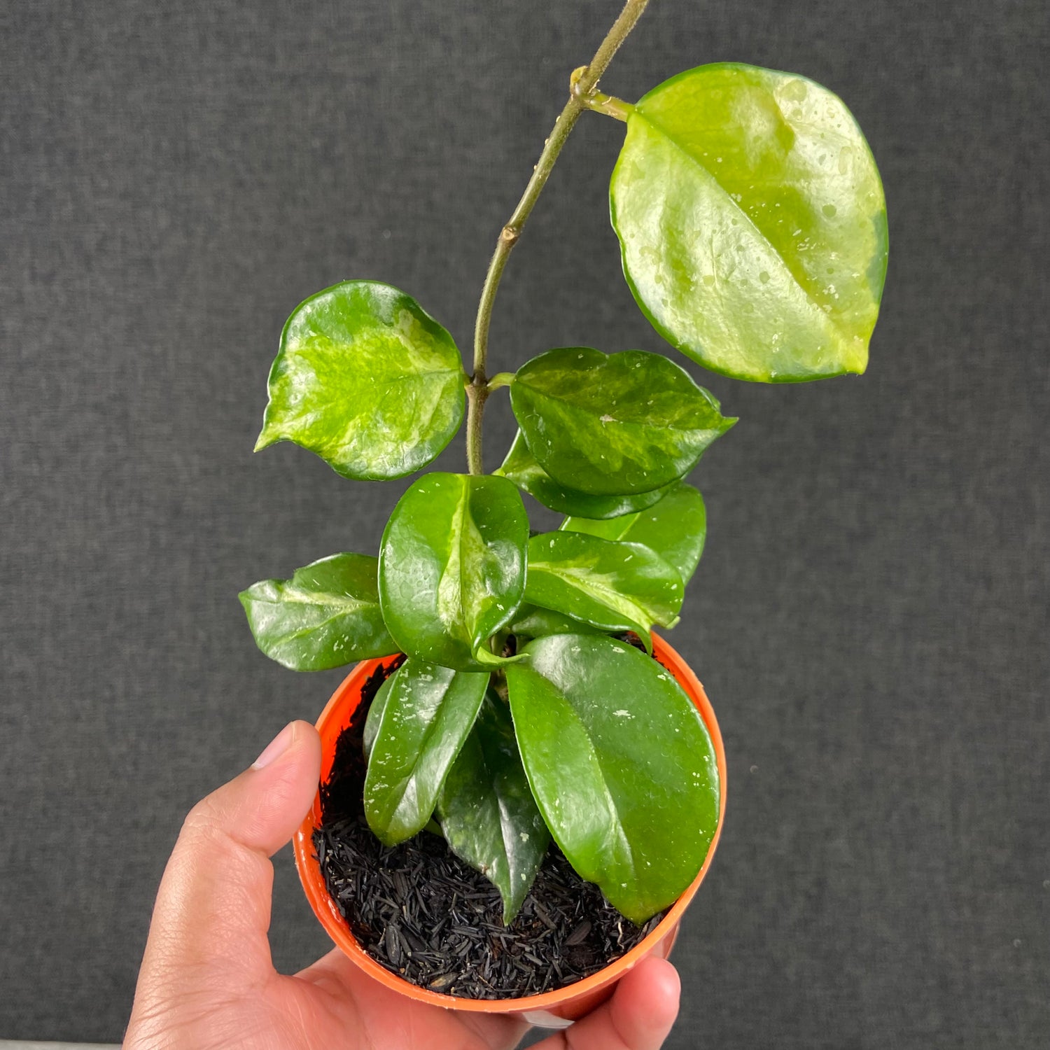 RP62-9 Hoya Carnosa Freckles Variegated