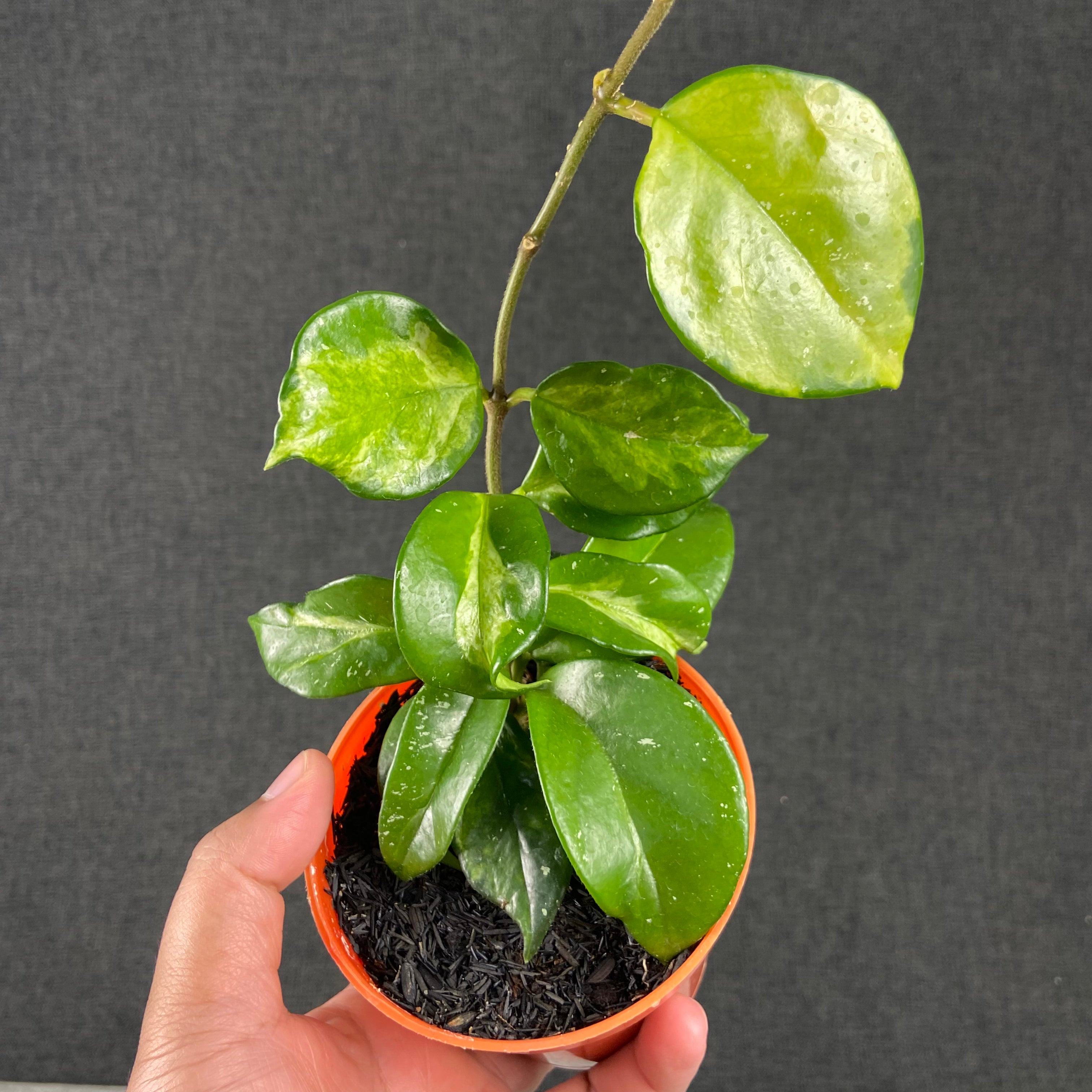 RP62-9 Hoya Carnosa Freckles Variegated