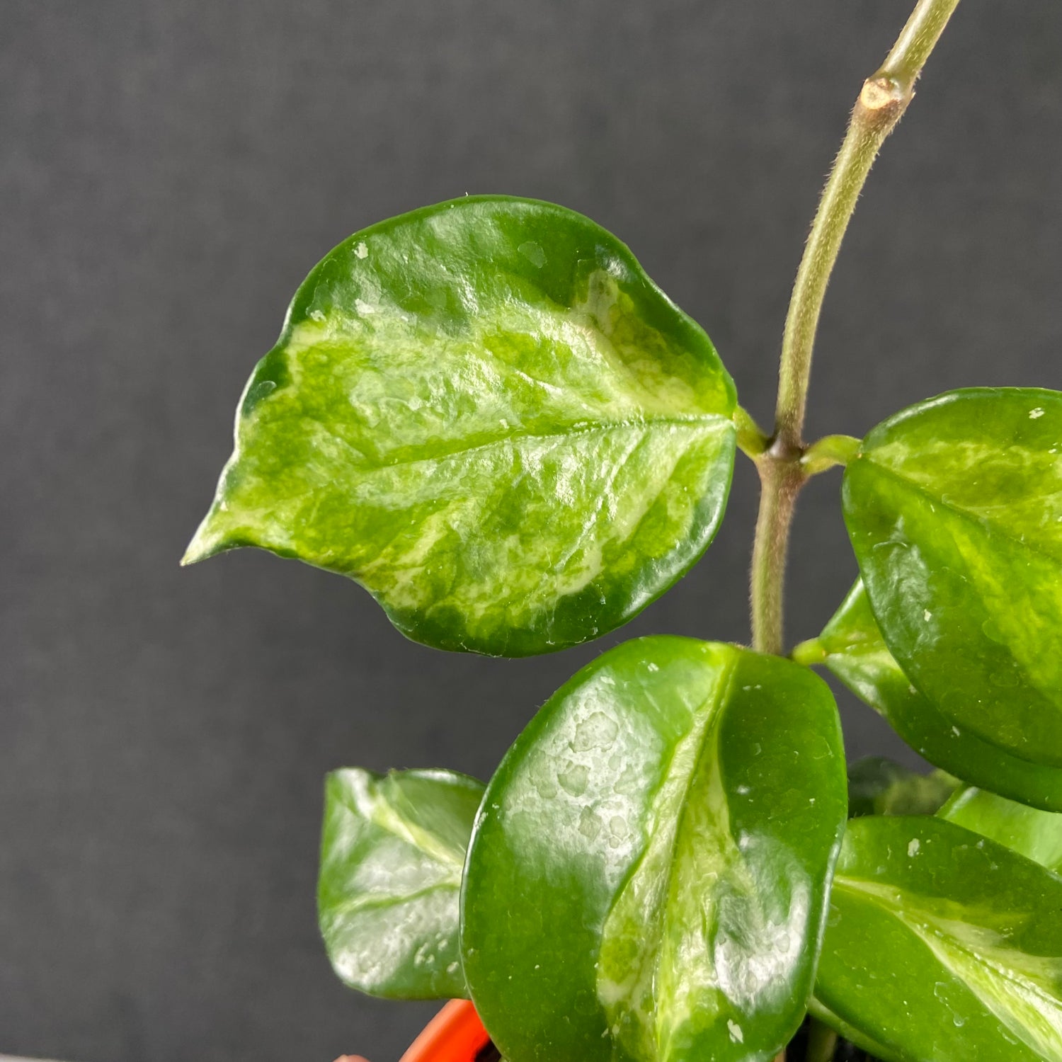 RP62-9 Hoya Carnosa Freckles Variegated