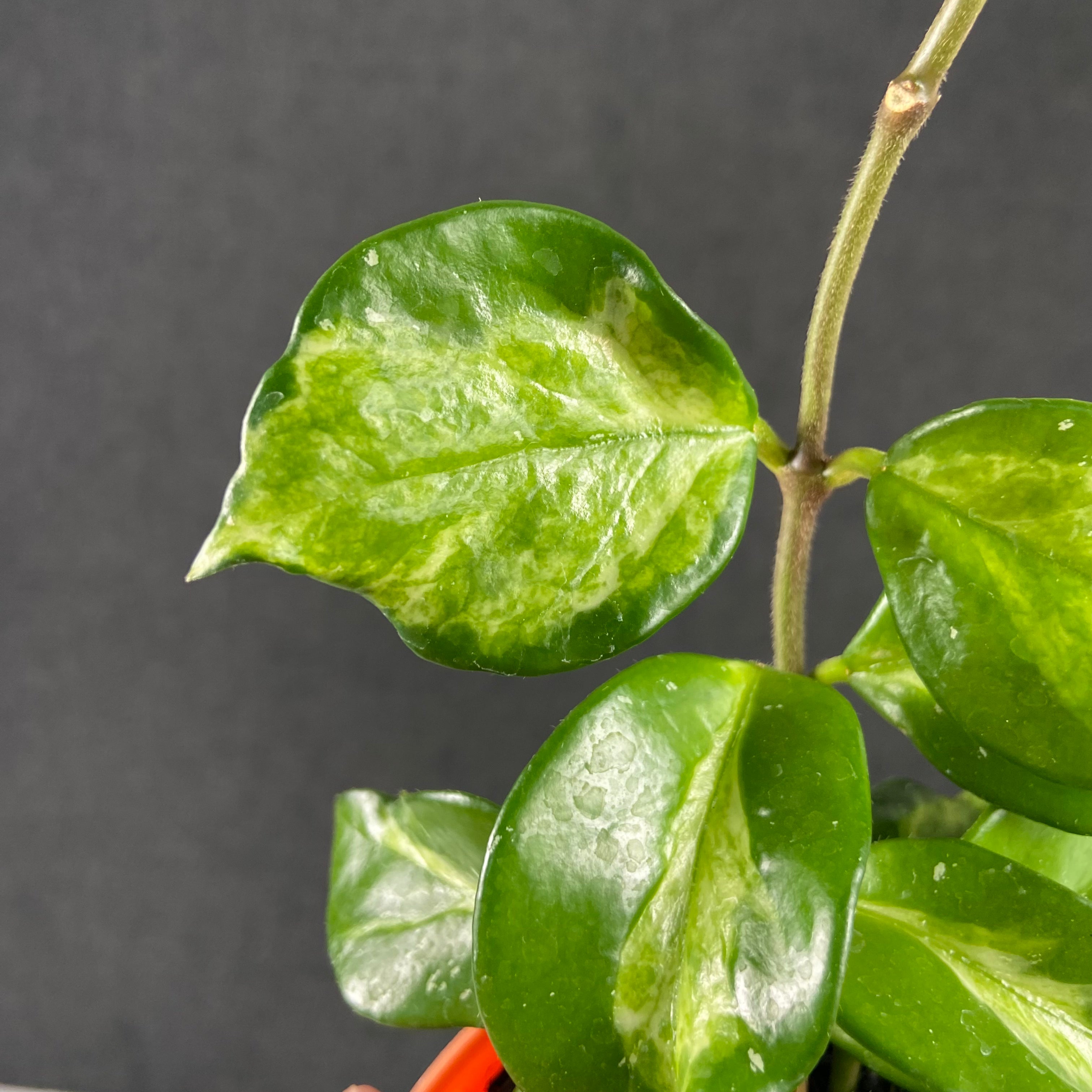 RP62-9 Hoya Carnosa Freckles Variegated