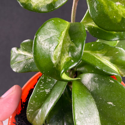 RP62-9 Hoya Carnosa Freckles Variegated