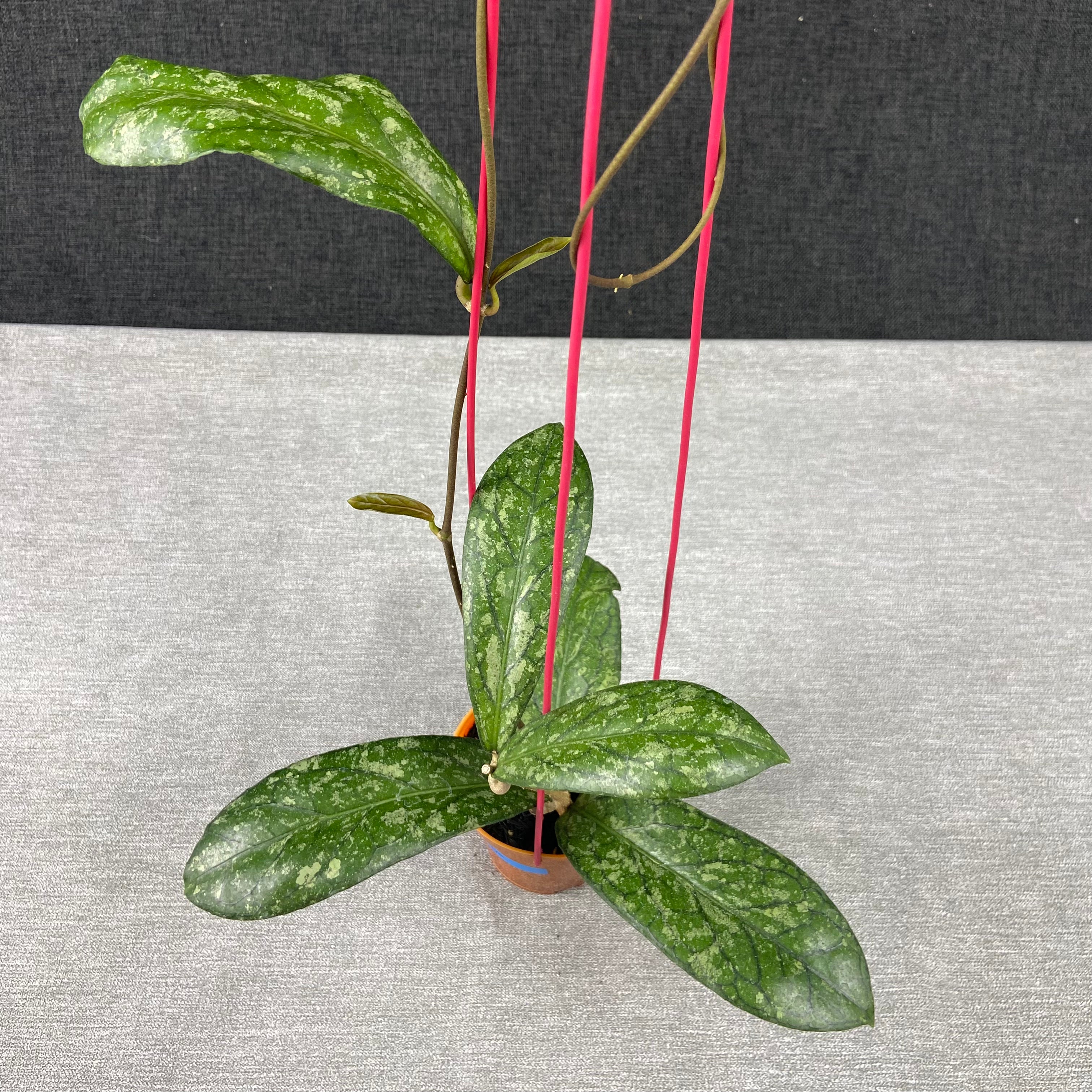 RP64-9 Hoya SP Tanggamus Splash "Waymaja"