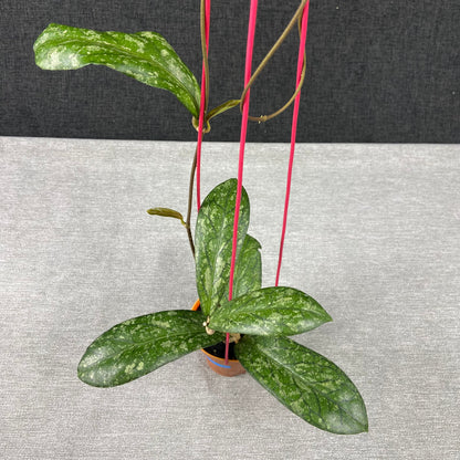 RP64-9 Hoya SP Tanggamus Splash "Waymaja"