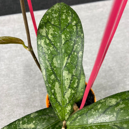 RP64-9 Hoya SP Tanggamus Splash "Waymaja"