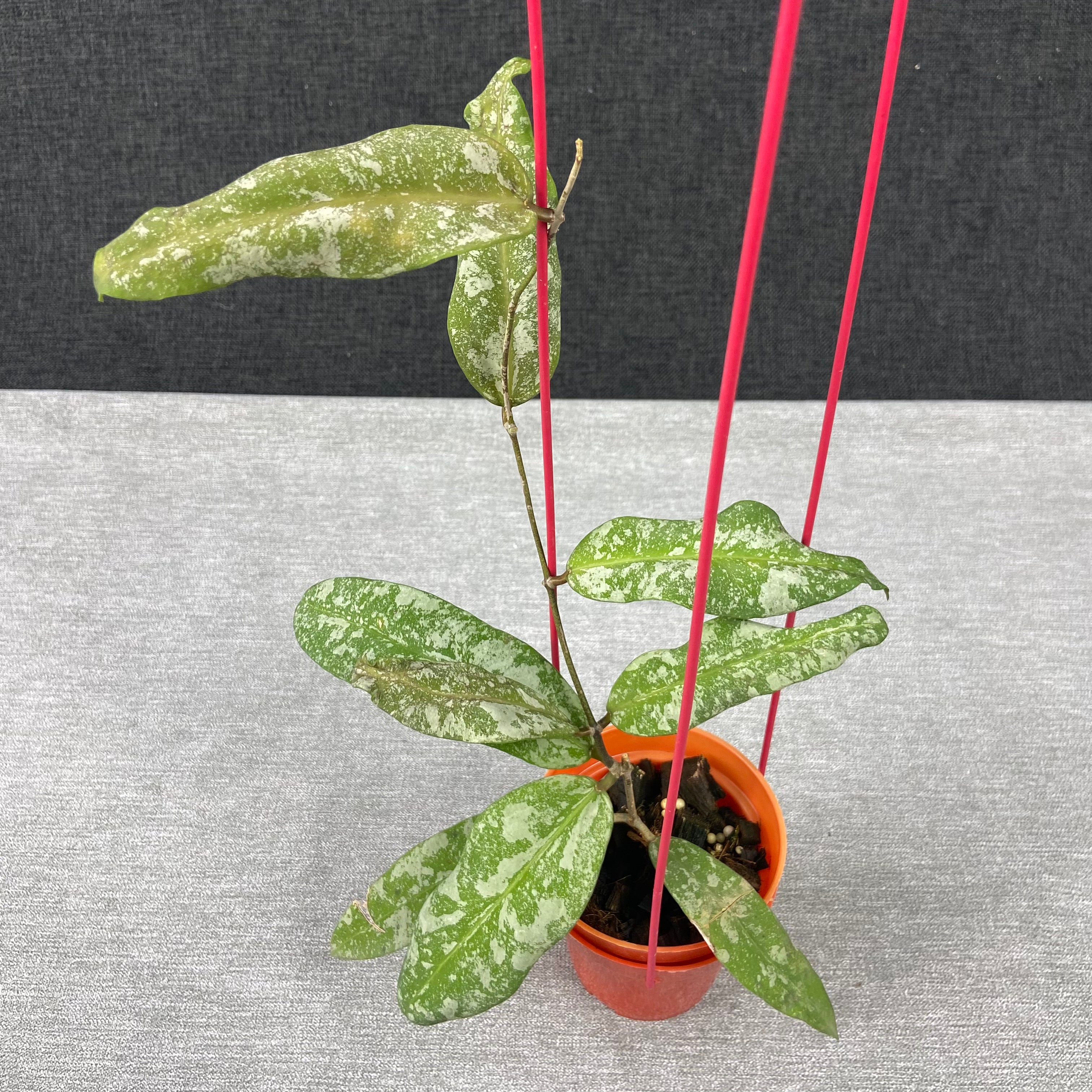 RP65-9 Hoya Kaikoeana High Splash