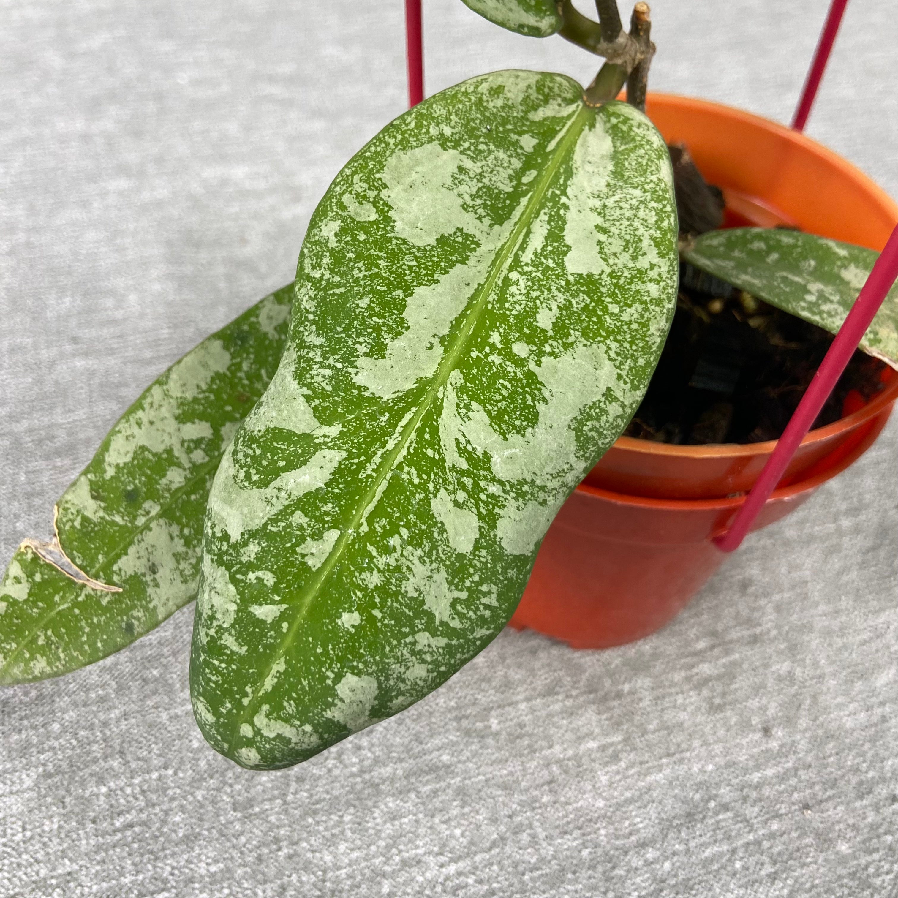 RP65-9 Hoya Kaikoeana High Splash