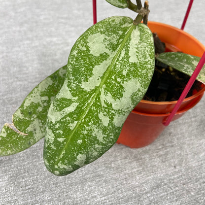 RP65-9 Hoya Kaikoeana High Splash