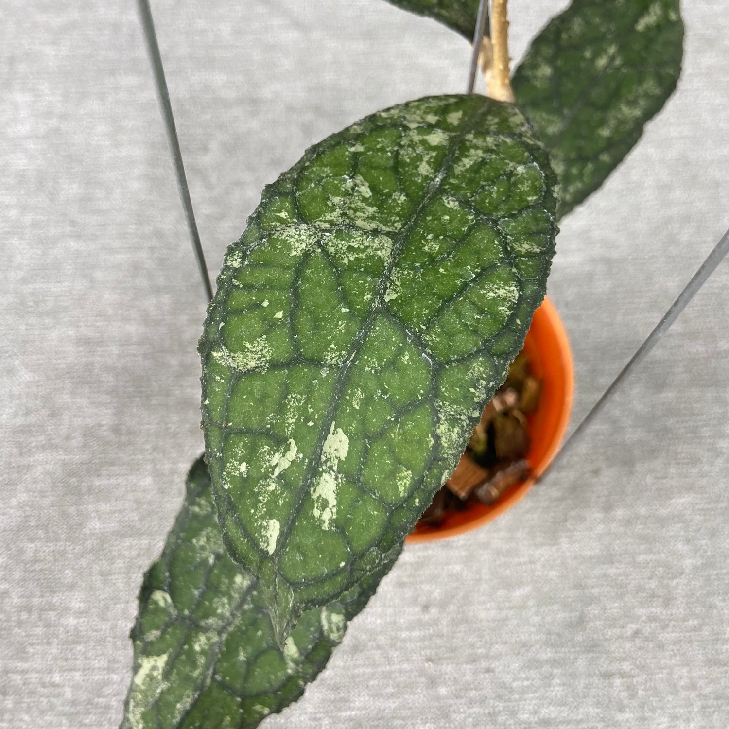 RP66-9 Hoya Clemensiorum Kemiri Gatot Kaca