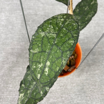 RP66-9 Hoya Clemensiorum Kemiri Gatot Kaca