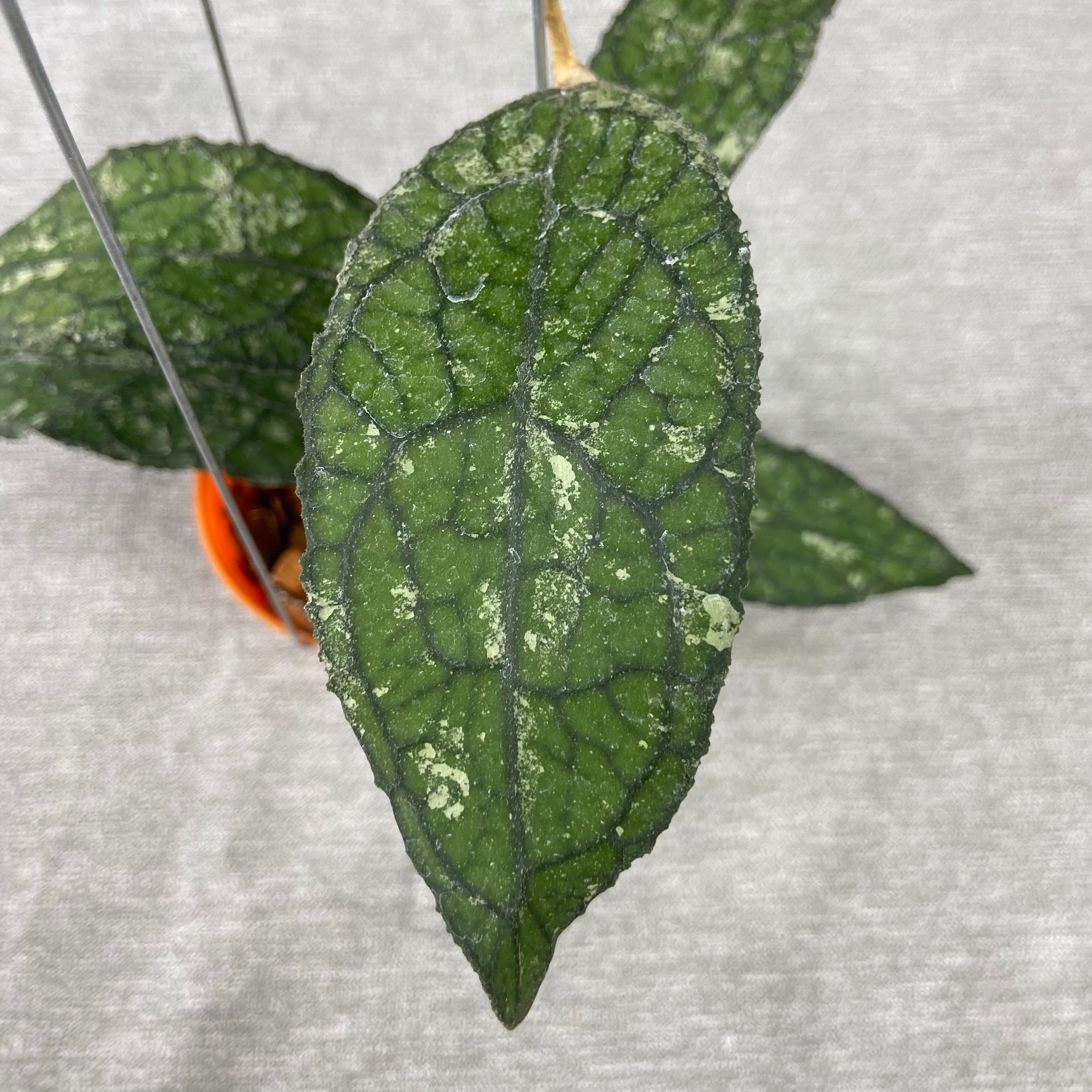 RP66-9 Hoya Clemensiorum Kemiri Gatot Kaca