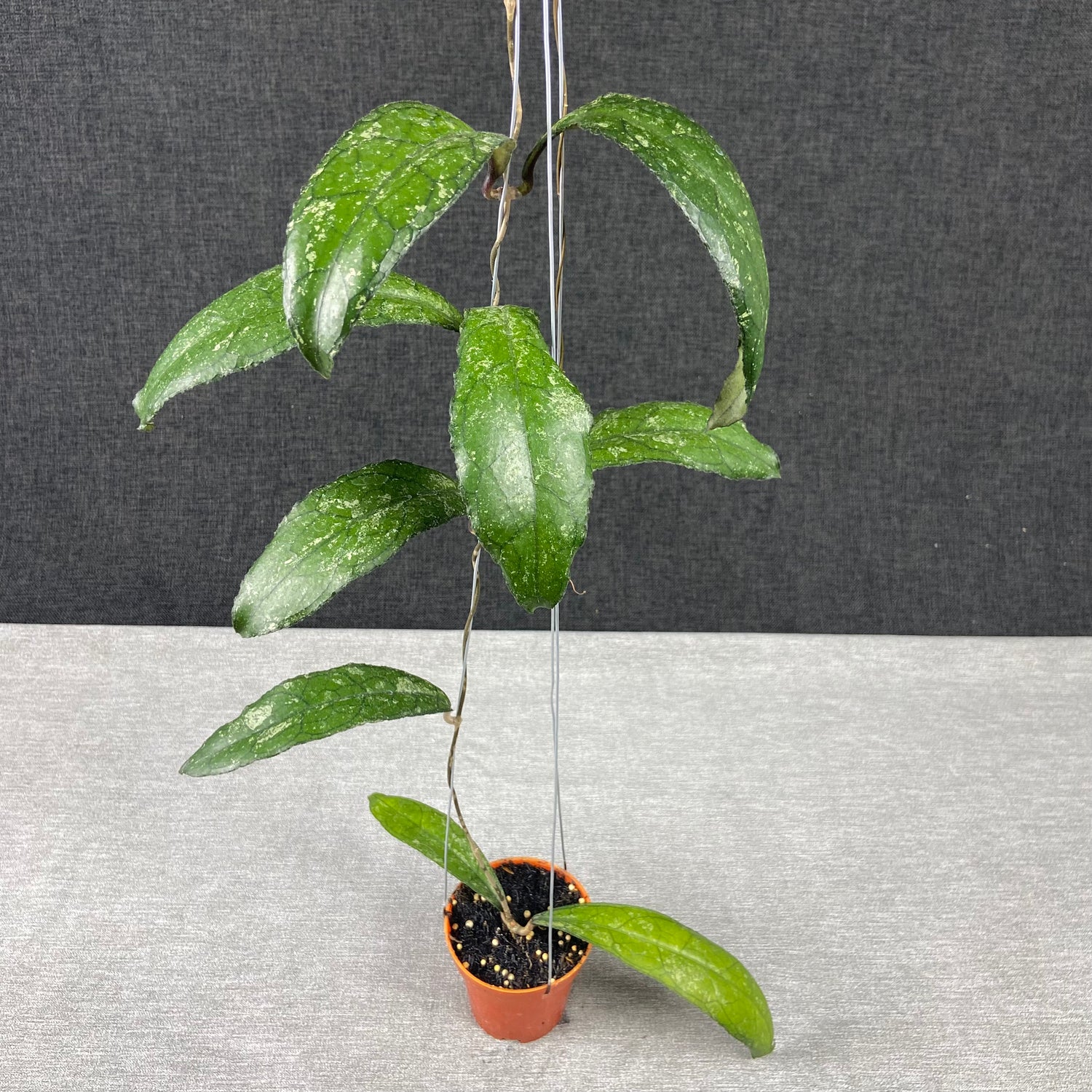 RP67-9 Hoya Clemensiorum MDF-05
