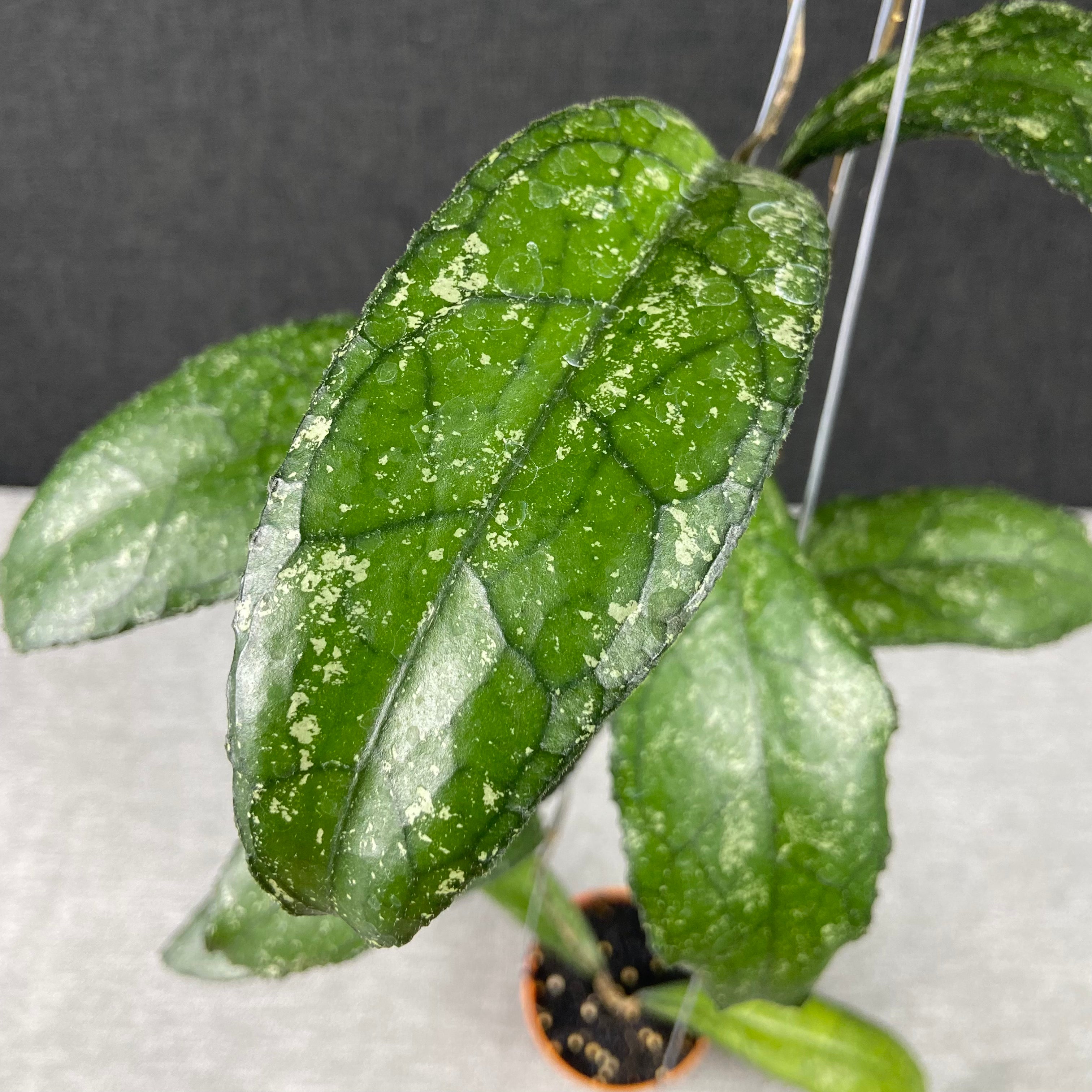 RP67-9 Hoya Clemensiorum MDF-05