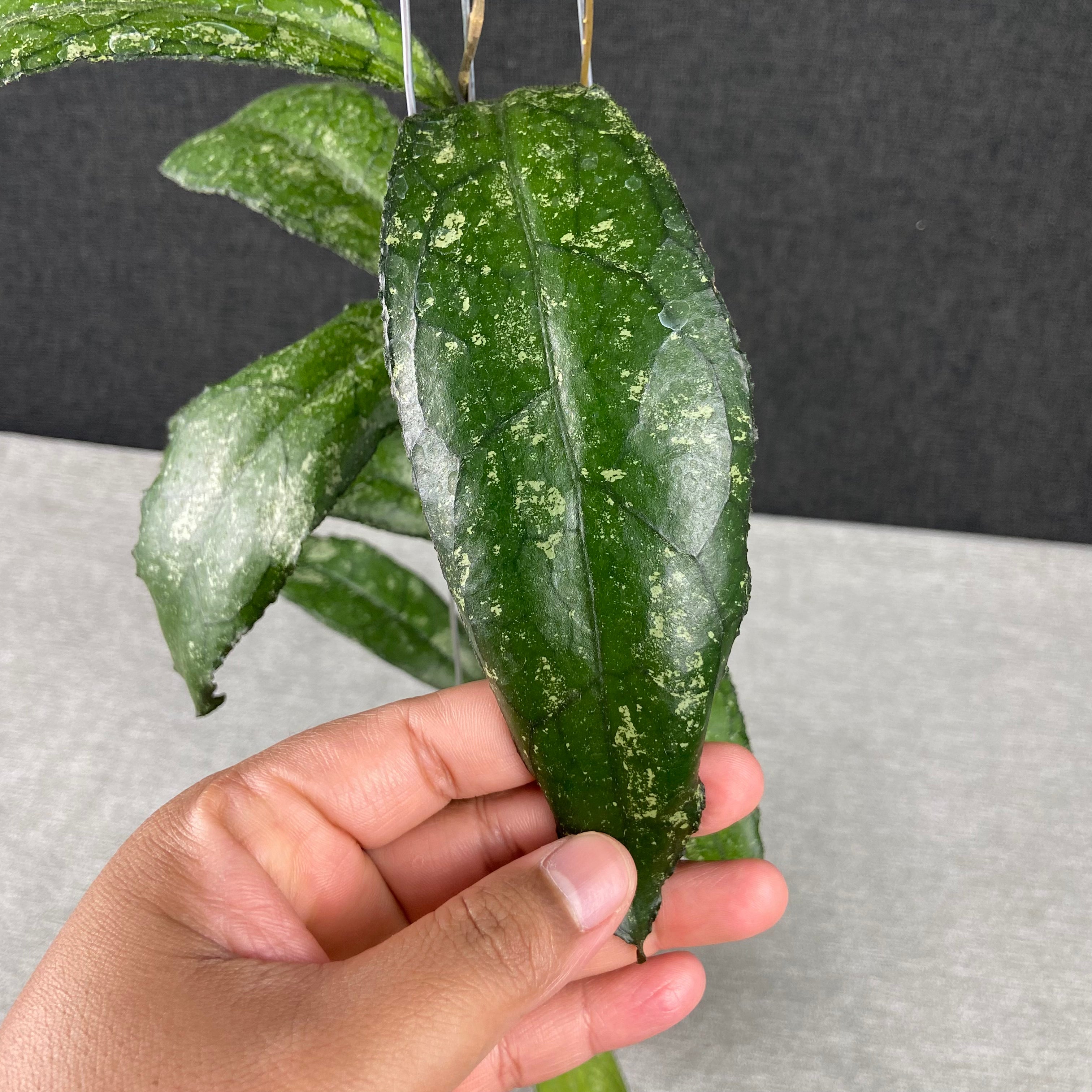 RP67-9 Hoya Clemensiorum MDF-05