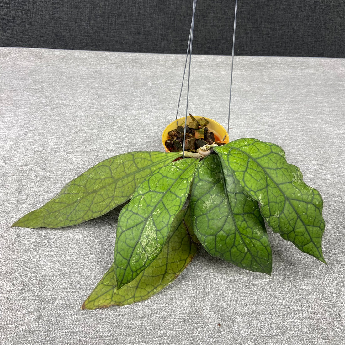RP68-9 Hoya Clemensiorum Borneo