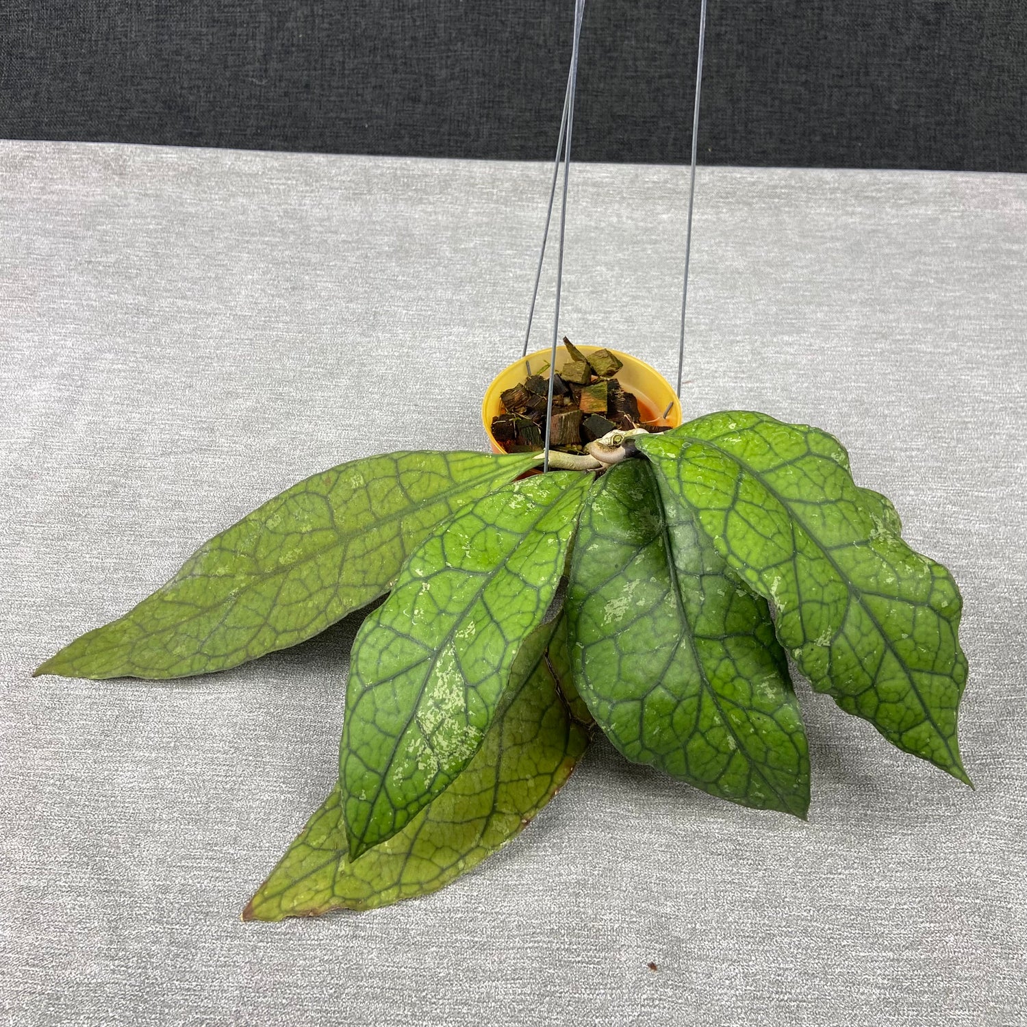 RP68-9 Hoya Clemensiorum Borneo