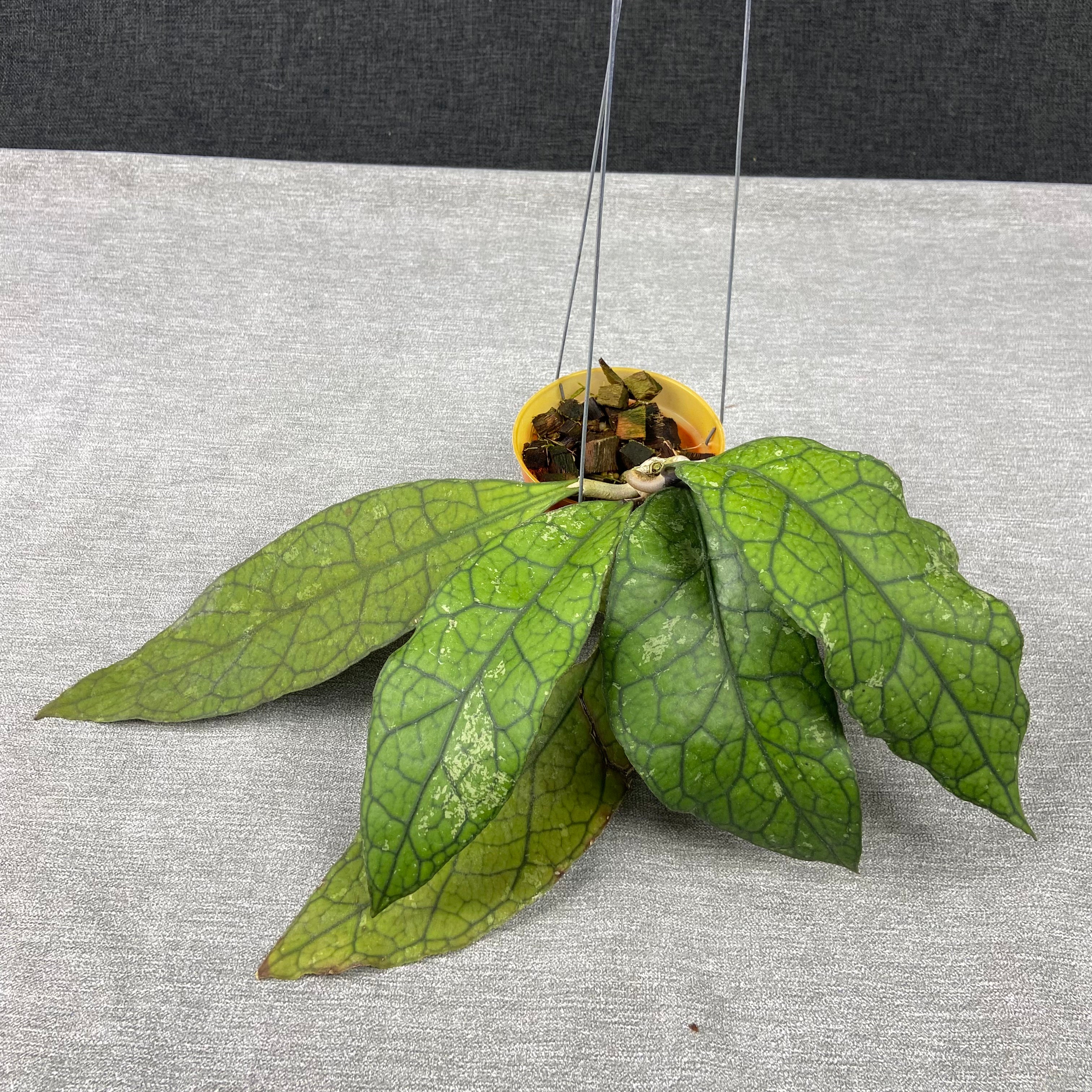 RP68-9 Hoya Clemensiorum Borneo