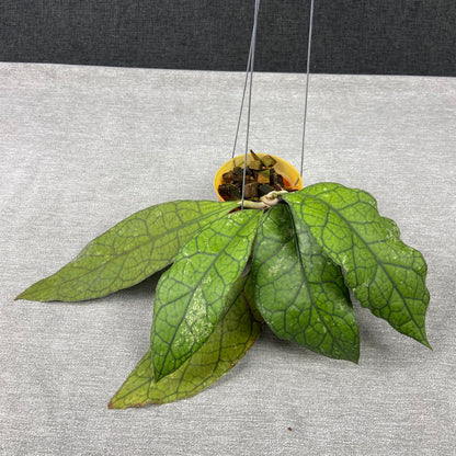 RP68-9 Hoya Clemensiorum Borneo