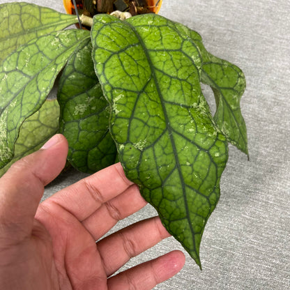 RP68-9 Hoya Clemensiorum Borneo