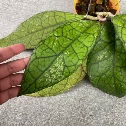 RP68-9 Hoya Clemensiorum Borneo