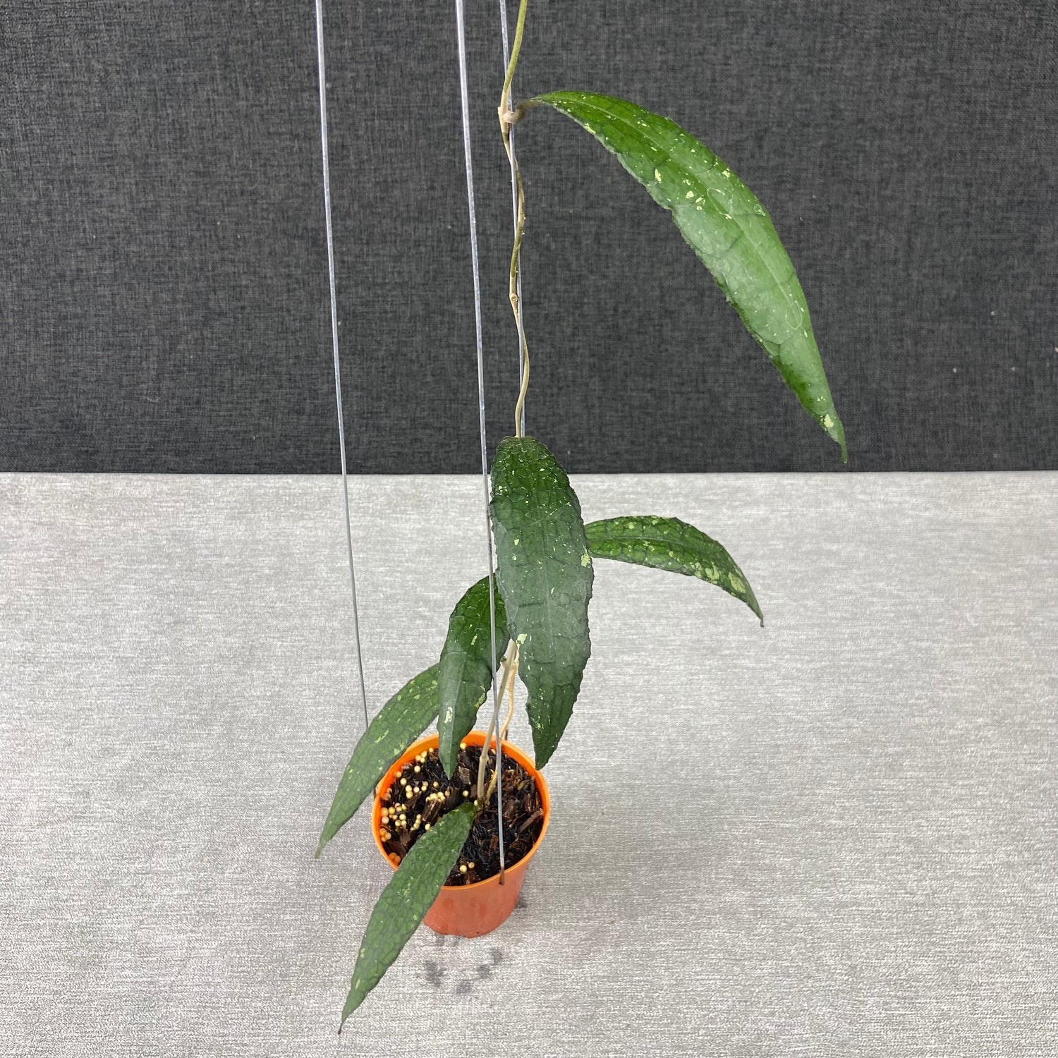 RP70-9 Hoya Clemensiorum Minigator