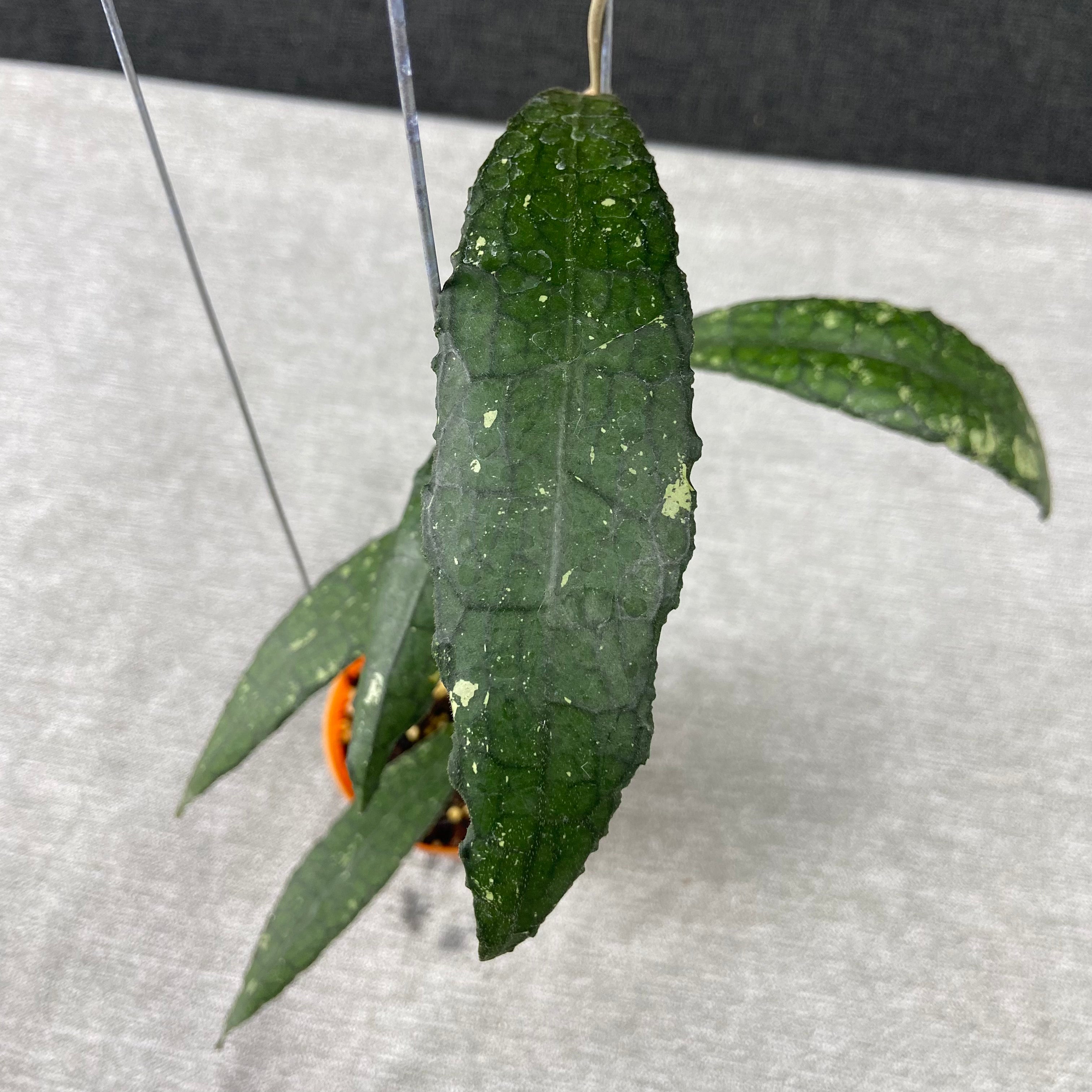 RP70-9 Hoya Clemensiorum Minigator