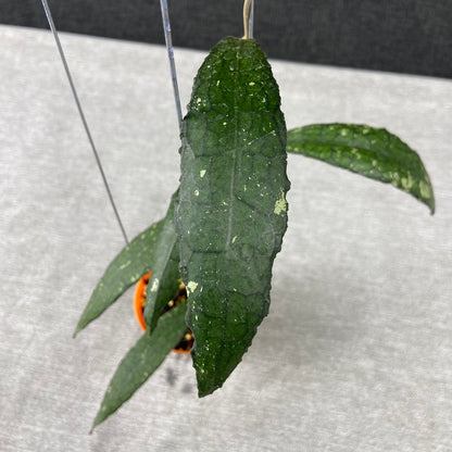 RP70-9 Hoya Clemensiorum Minigator
