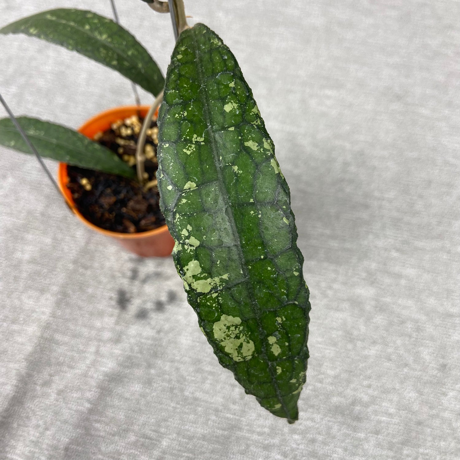 RP70-9 Hoya Clemensiorum Minigator