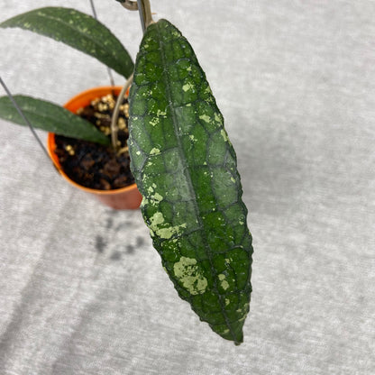 RP70-9 Hoya Clemensiorum Minigator