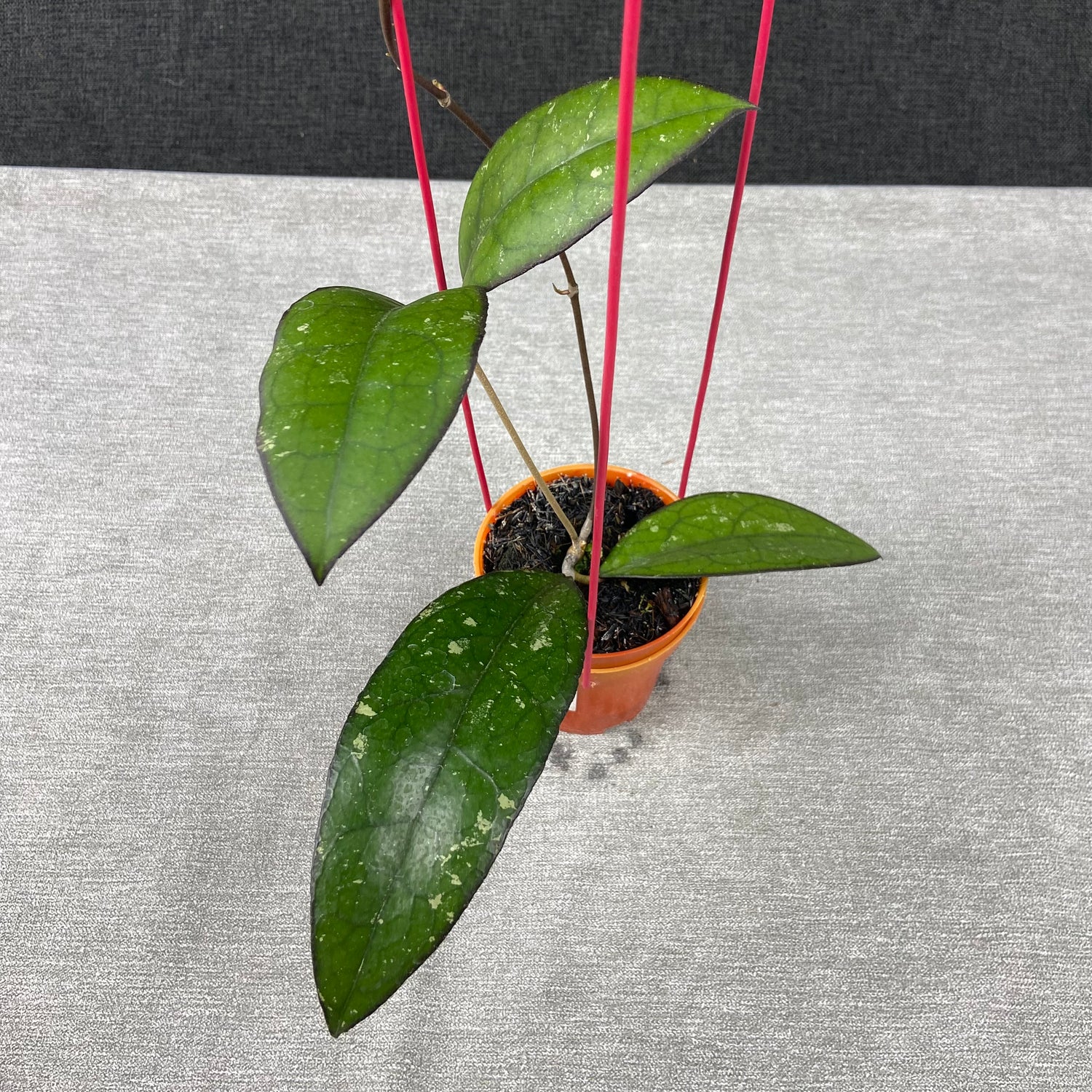 RP71-9 Hoya Clemensiorum x Vitellina
