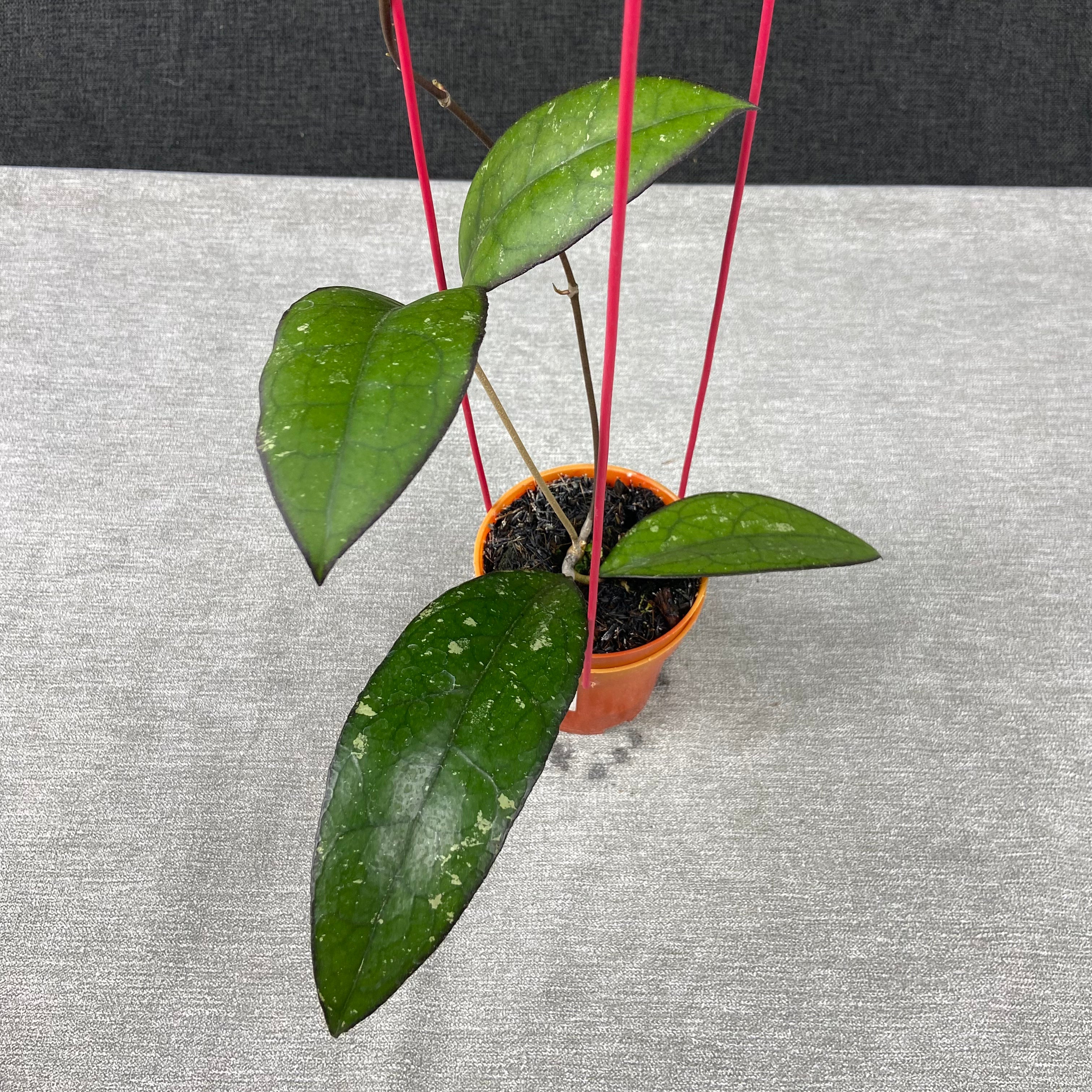RP71-9 Hoya Clemensiorum x Vitellina