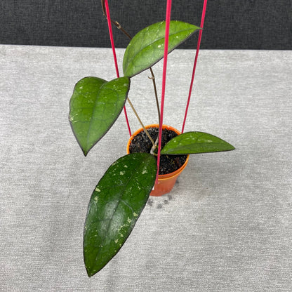 RP71-9 Hoya Clemensiorum x Vitellina