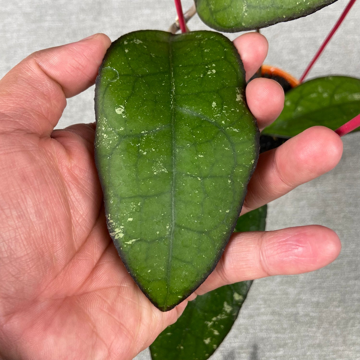 RP71-9 Hoya Clemensiorum x Vitellina