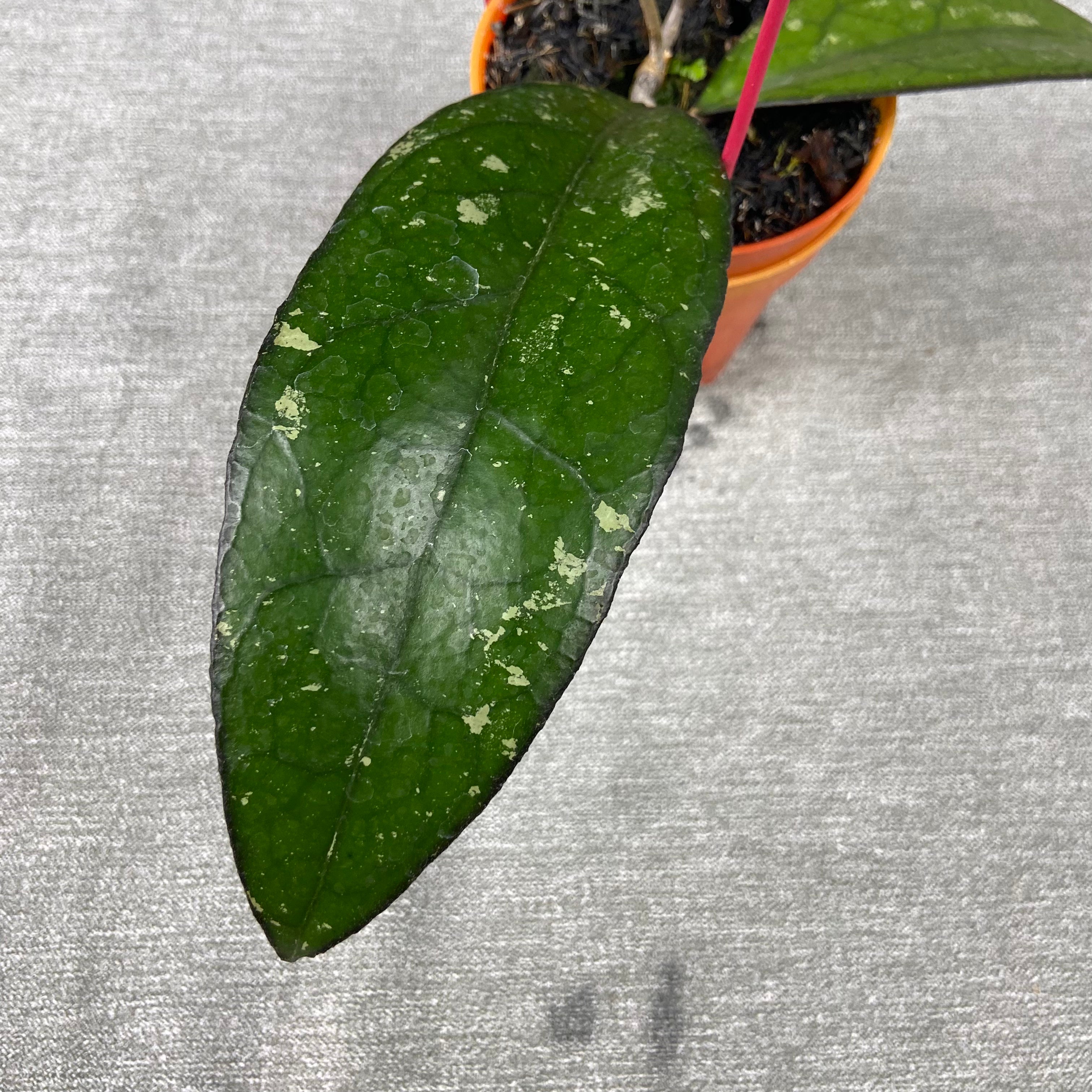RP71-9 Hoya Clemensiorum x Vitellina
