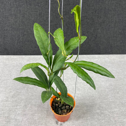 RP72-9 Hoya Pulchra