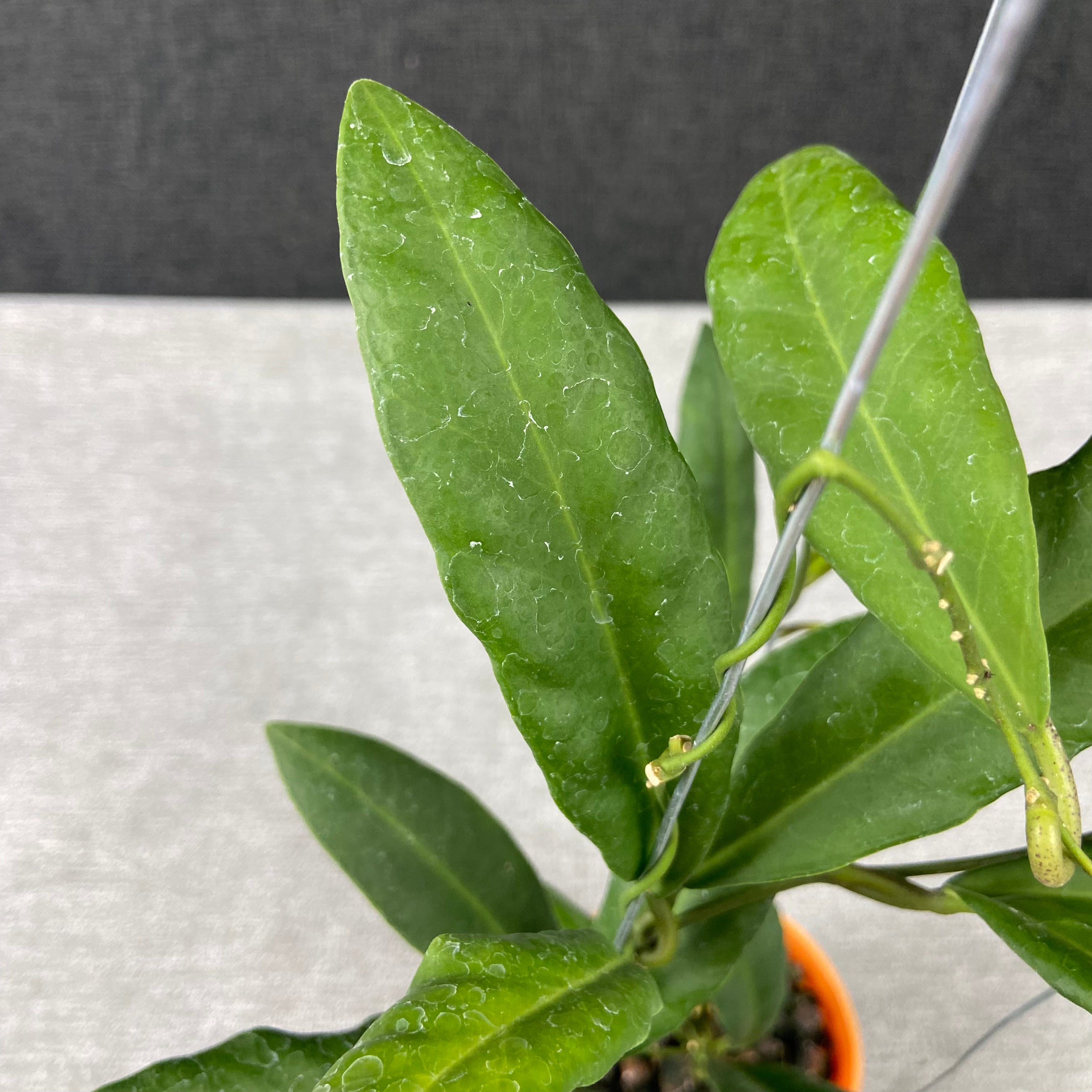 RP72-9 Hoya Pulchra