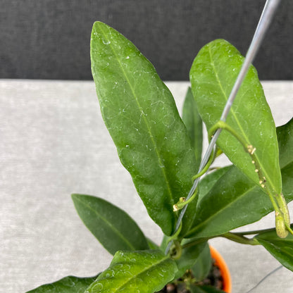 RP72-9 Hoya Pulchra