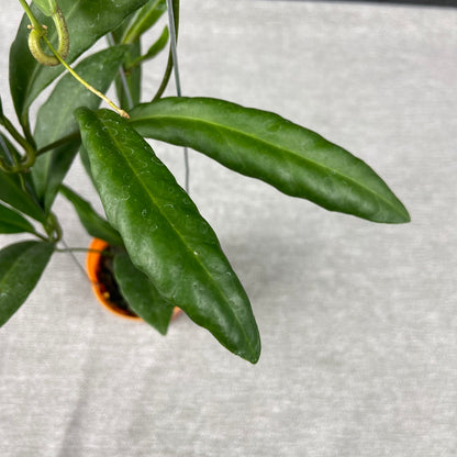 RP72-9 Hoya Pulchra