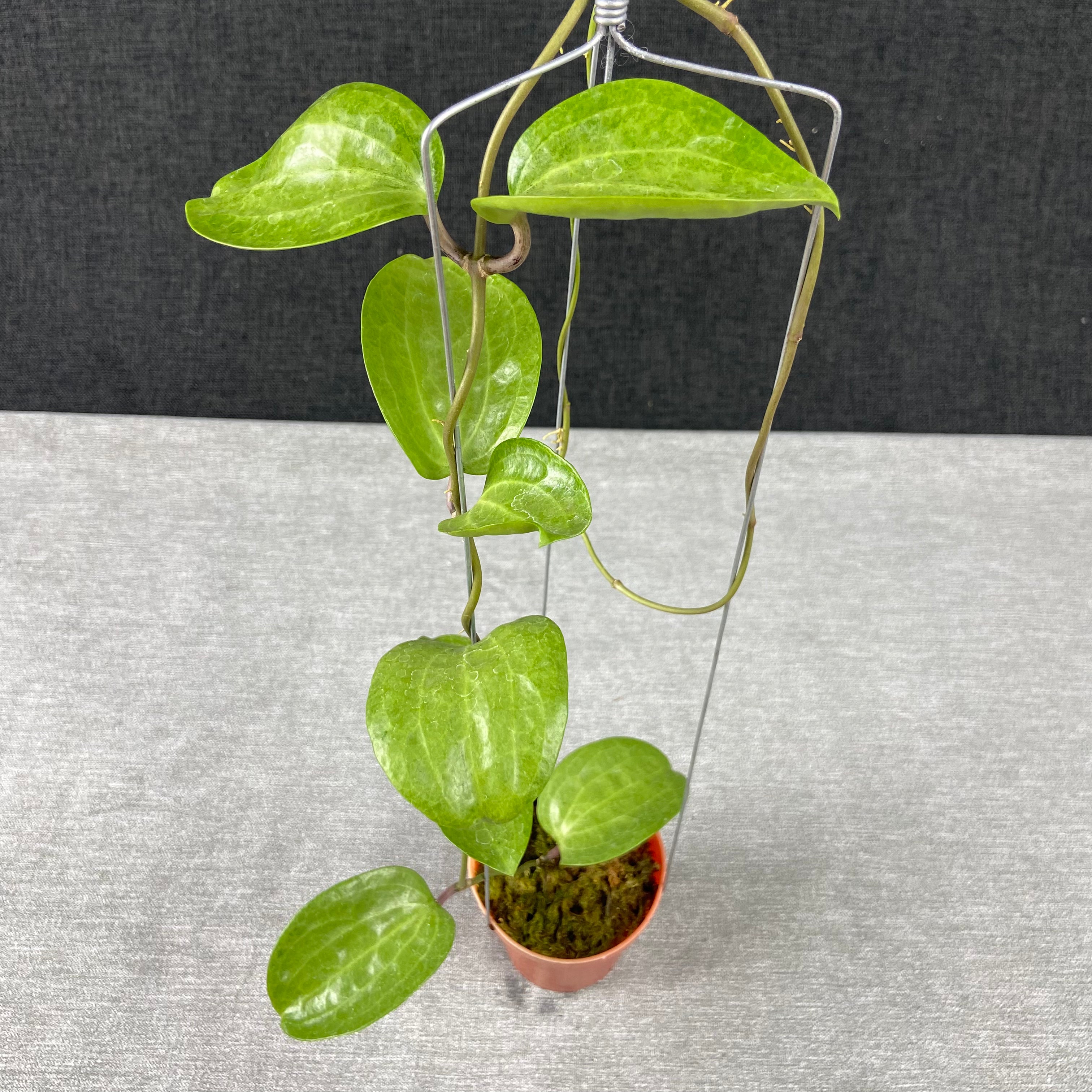 RP73-9 Hoya Latifolia Silver Filea