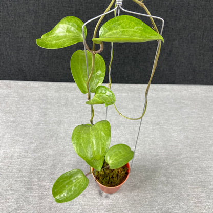 RP73-9 Hoya Latifolia Silver Filea