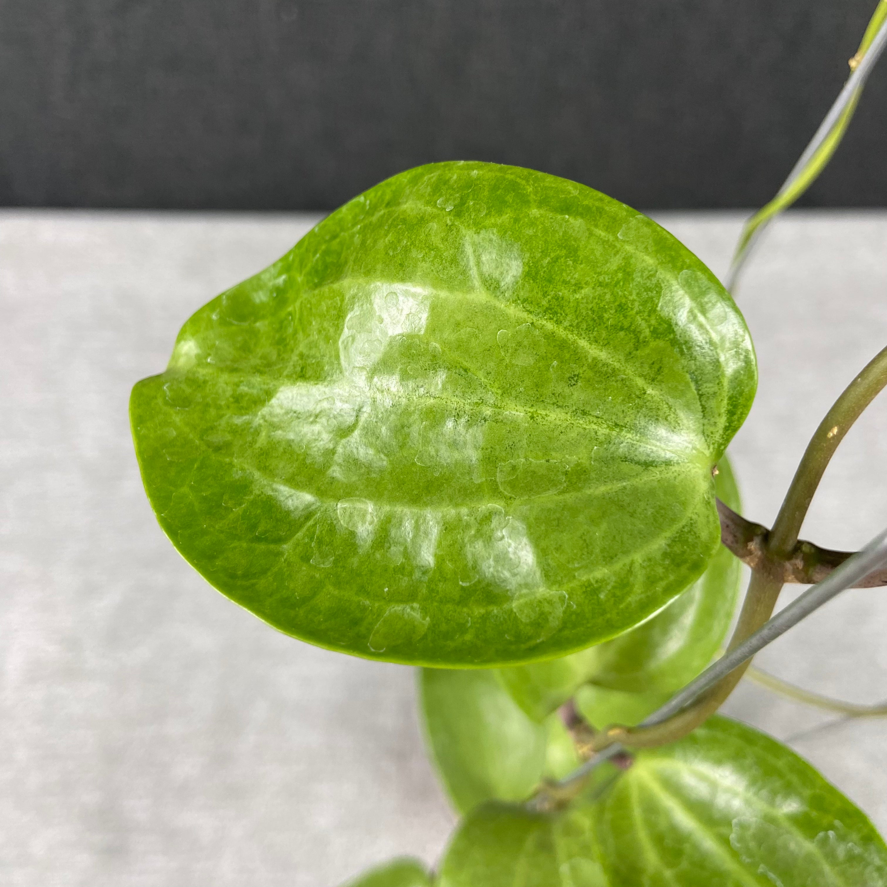 RP73-9 Hoya Latifolia Silver Filea