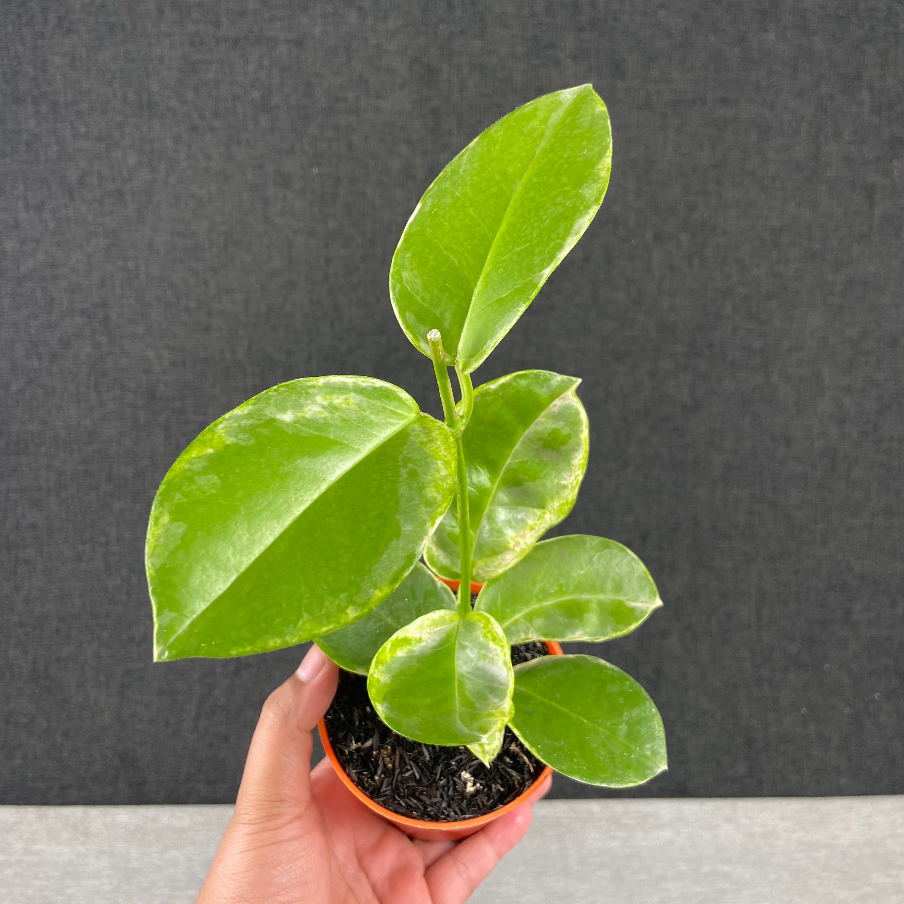 RP74-9 Hoya Australis Peridot