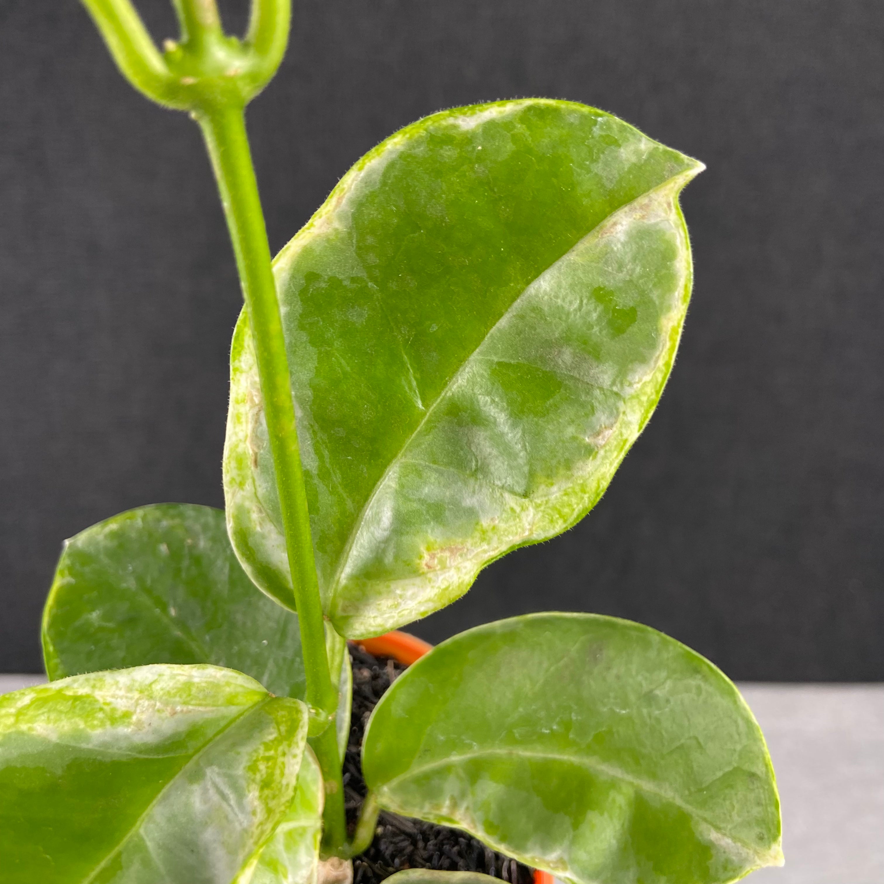 RP74-9 Hoya Australis Peridot
