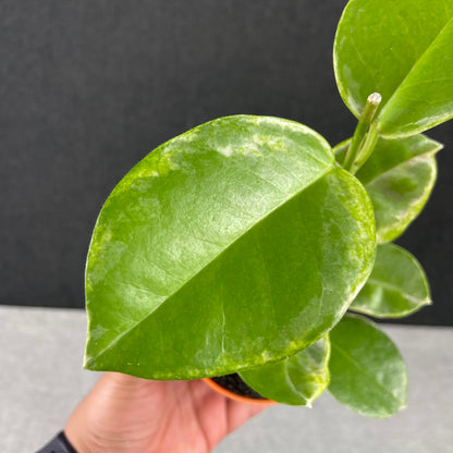 RP74-9 Hoya Australis Peridot